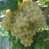 Taifi grožđe - sa ili bez sjemenki, ružičaste kalorije